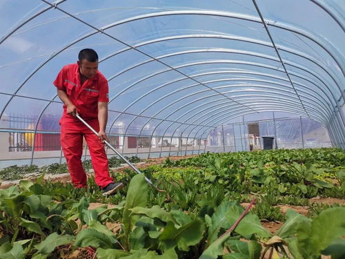 勘探公司把實事辦到職工心坎上 蔬菜惠民解憂暖人心