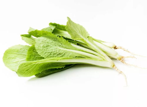 應季養生｜冬季餐桌必備 這幾種時令蔬菜不僅營養豐富，還能增強抵抗力