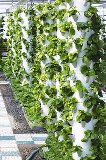 都市菜園 工廠化生產(chǎn)優(yōu)質(zhì)無(wú)公害蔬菜